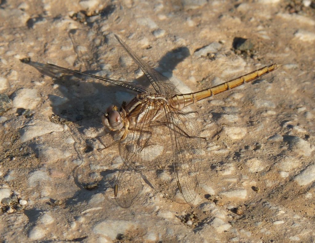 Orthetrum taeniolatum